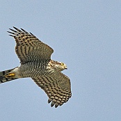 Eurasian Sparrowhawk  "Accipiter nisus"